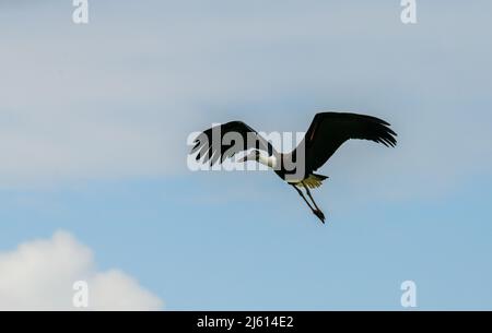 Ciconie à col laineux ou ciconie blanche (Ciconia episcopus) à la recherche de poissons dans les prairies. Une grande cigogne noire et blanche vivant en Asie et en Afrique. Banque D'Images