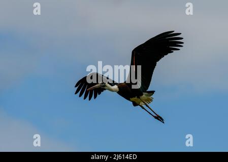 Ciconie à col laineux ou ciconie blanche (Ciconia episcopus) à la recherche de poissons dans les prairies. Une grande cigogne noire et blanche vivant en Asie et en Afrique. Banque D'Images