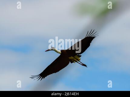 Ciconie à col laineux ou ciconie blanche (Ciconia episcopus) à la recherche de poissons dans les prairies. Une grande cigogne noire et blanche vivant en Asie et en Afrique. Banque D'Images