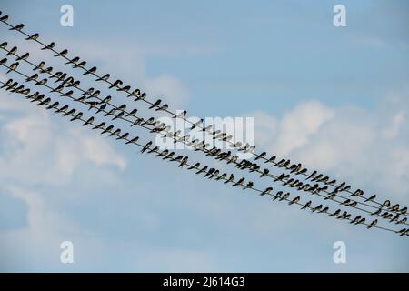 Des centaines d'oiseaux de Swift assis dans la ligne électrique Banque D'Images