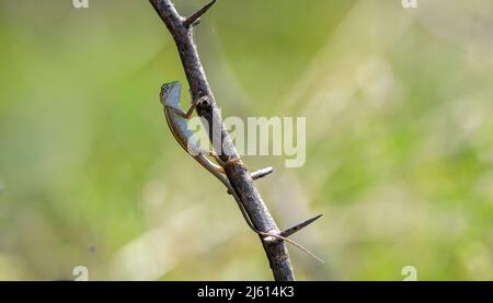 Lézard à gorge éventail (Sitana ponticeriana ) avec fond de nature macro gros plan Banque D'Images