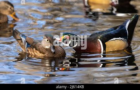 Canards de bois mâles et femelles (Aix Sponda) - Parc Beckwith à Victoria, île de Vancouver, Colombie-Britannique, Canada Banque D'Images