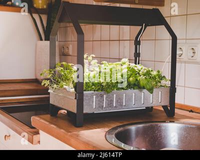 comment faire simple hydroponique cultiver des herbes et des légumes dans notre propre cuisine - toute l'année avec kit de culture intérieure ou système de culture intérieure Banque D'Images