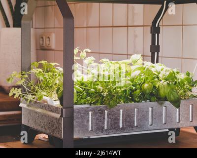 comment commencer à cultiver avec hydroponique en utilisant le kit de culture intérieure ou les systèmes de culture intérieure - production alimentaire hydroponique dans la cuisine Banque D'Images