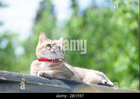 Le chat femelle britannique de couleur chinchilla dorée se trouve sur le toit, contre le ciel bleu et la verdure Banque D'Images