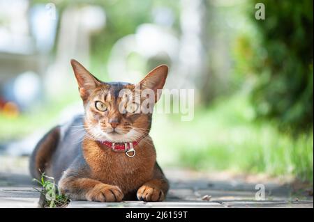 Magnifique chat Abyssinien dans un collier, portrait en gros plan, couché avec élégance sur une promenade de rue Banque D'Images