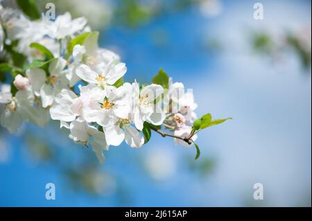 Branches de pommier en fleur macro avec mise au point douce sur ciel bleu clair doux. Belle image florale de la nature printanière. Banque D'Images