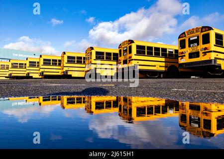 Réflexions colorées des autobus scolaires à Ogden point Pier - Victoria, île de Vancouver, Colombie-Britannique, Canada Banque D'Images