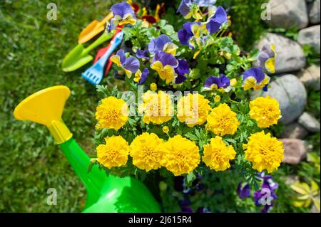 Concept élégant de jardinage, planification de plantation, floriculture. Fleurs jaune vif et rouge, bottes en caoutchouc et arrosoir Banque D'Images