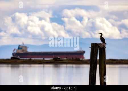 Cormorant à deux mâts (Nannopterum auritum) à la lagune Esquimalt avec navire à conteneurs au loin - Colwood, près de Victoria, île de Vancouver, BRI Banque D'Images