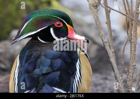 Mâle Wood Duck (Aix Sponda) - Parc Beckwith à Victoria, île de Vancouver, Colombie-Britannique, Canada Banque D'Images