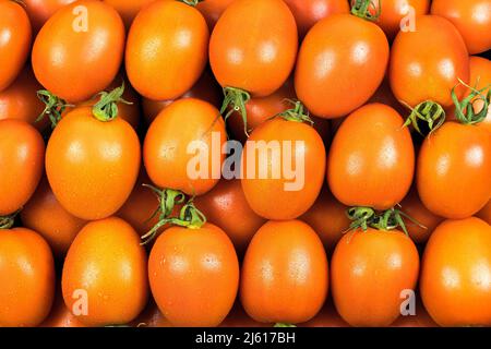 Vue de dessus de nombreuses tomates vertes de la variété de poires, couleur rouge, avec gouttes d'eau et éclairage studio. Banque D'Images