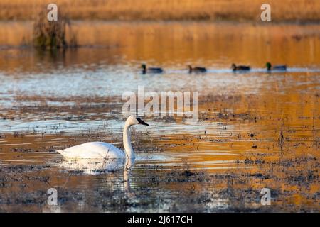 Cygne trompette (Cygnus buccinator) - Parc Panama Flats à Saanich - Victoria, île de Vancouver, Colombie-Britannique, Canada Banque D'Images