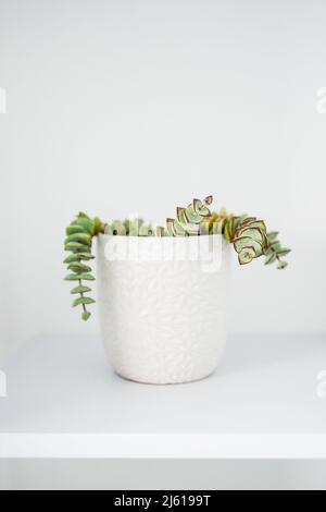 crassula plante succulente en pot blanc intérieur sur étagère entouré de murs blancs dans la composition minimaliste, concept de jardinage intérieur et maison de plante Banque D'Images