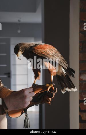 Buzzard aigle sur le mur de la main dans le gant. Gros plan portrait Buteo buteon d'oiseau sauvage. aigle symbolise le courage, la force et la liberté Banque D'Images