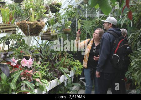 San Francisco, États-Unis. 26th avril 2022. Les gens visitent le Conservatoire des fleurs au Golden Gate Park à San Francisco, aux États-Unis, le 26 avril 2022. Credit: Liu Yilin/Xinhua/Alay Live News Banque D'Images