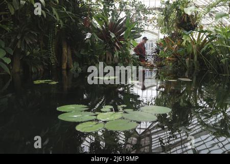 San Francisco, États-Unis. 26th avril 2022. Un homme visite le Conservatoire des fleurs au Golden Gate Park à San Francisco, aux États-Unis, le 26 avril 2022. Credit: Liu Yilin/Xinhua/Alay Live News Banque D'Images