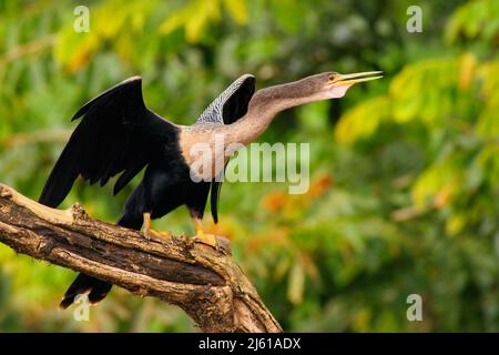 Anhinga, oiseau d'eau dans l'habitat naturel de la rivière du Costa Rica. Oiseau avec le cou de rondins et la facture assis sur la branche au-dessus de l'eau, rivière au Panama. Banque D'Images