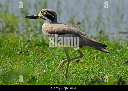 Oiseau de Sri Lanka. Oiseau d'eau d'Asie. Oiseau dans l'eau. Grand genou épais, Esacus recurvirostris, dans l'eau. Banque D'Images