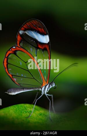 Beau papillon, Nero Glasswing, Greta nero, gros plan de papillon en verre transparent sur feuilles vertes, scène de forêt tropicale, Costa Rica, Banque D'Images