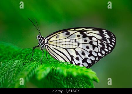 Beau papillon papier cerf-volant, idée leuconoe, insecte dans l'habitat de la nature, feuilles vertes, Philippines, Asie. Papillon noir et bleu assis sur le Banque D'Images