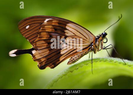 Macker nawallowtail, Papilio dardanus, papillon africain de wallowtail, Papilio dordanus, assis sur la fleur blanche. Insecte dans la forêt tropicale sombre, Banque D'Images