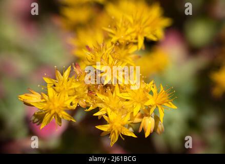 Gros plan de la fleur de Sedum palmeri Banque D'Images