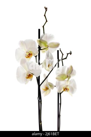 Phalaenopsis blanc devant un fond blanc Banque D'Images