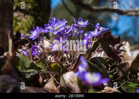 Les petites forêts sauvages fleurissent en avril. Banque D'Images