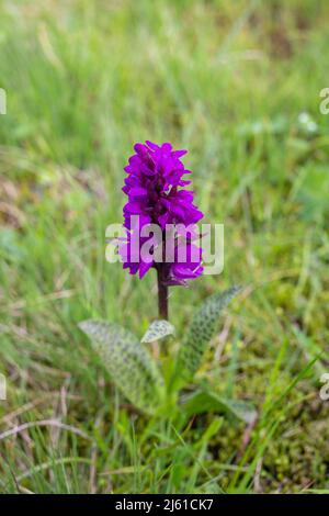 Dactylorhiza majalis, également connu sous le nom d'orchidée de marais à feuilles larges, Orchidée eurasienne. Orchidée sauvage rose, Ukraine. Banque D'Images