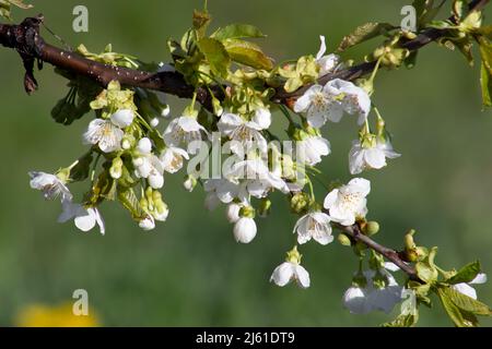 Branche de cerise douce avec des fleurs sur un fond vert flou. Banque D'Images