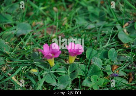 Oxalis purpurea sur une pelouse à Porto Banque D'Images