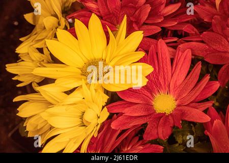 Un éclairage jaune pour les fleurs et les pâquerettes Banque D'Images