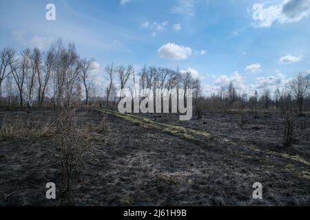 Paysage avec herbe brûlée. Banque D'Images