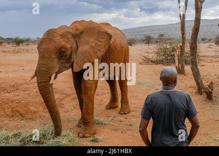 Vue arrière d'un homme debout à côté d'un éléphant d'Afrique à Nanyuki, Kenya Banque D'Images