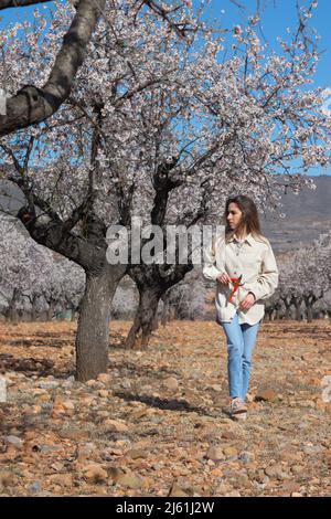 Jeune belle femme jardinier se promenant dans le domaine des fleurs d'amandiers au printemps Banque D'Images