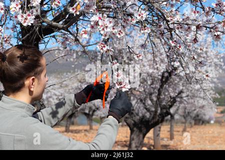 Jeune jardinier coupant une branche d'arbre au printemps avec des ciseaux d'élagage dans un champ d'amande Banque D'Images