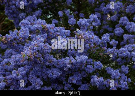Arbuste Ceanothus à fleurs bleues vu dans le jardin au printemps. Banque D'Images
