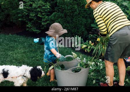 Grand-mère avec petits-fils, plantes d'écrêtage dans le jardin Banque D'Images