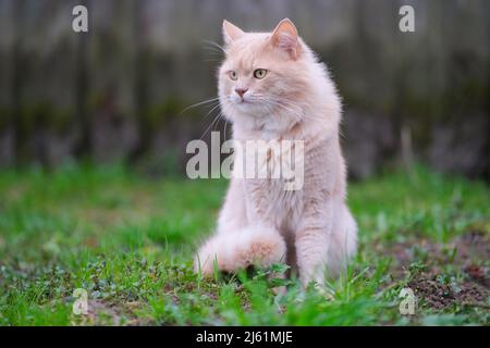 Un chat rouge est en train d'errer dans la cour. Banque D'Images