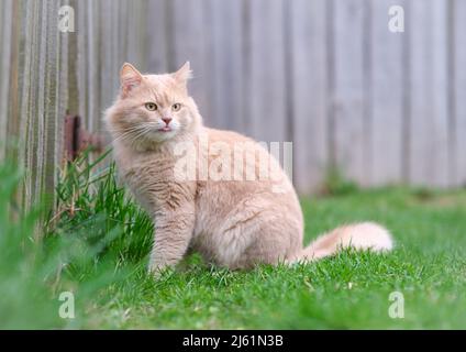 Un chat rouge est en train d'errer dans la cour. Banque D'Images