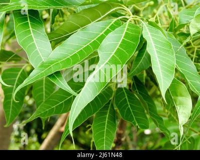 Feuilles de lilas indiennes. Azadirachta indica, communément appelé neem, nimtree ou lilas indien, est un arbre de la famille des méliaceae en acajou. Banque D'Images