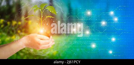 Technologies agricoles pour la culture des plantes et recherche scientifique dans le domaine de la biologie et de la chimie de la nature. Le vert vivant pousse dans les mains d'un agriculteur. Fond numérique organique. Photo de haute qualité Banque D'Images