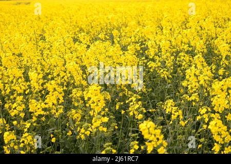 Une vue d'un repeseed classé en pleine fleur Banque D'Images