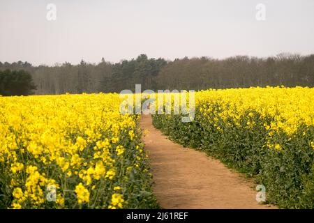 Une vue d'un repeseed classé en pleine fleur Banque D'Images