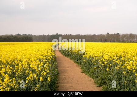 Une vue d'un repeseed classé en pleine fleur Banque D'Images