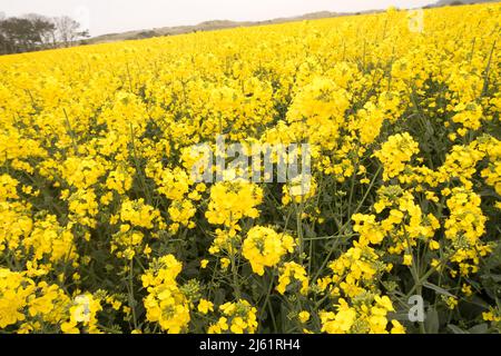 Une vue d'un repeseed classé en pleine fleur Banque D'Images