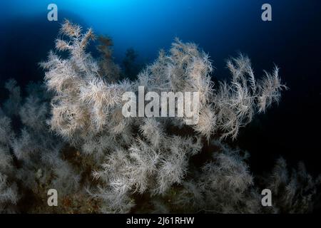 Un lieu de plongée méditerranéen mythique, le shoal Atlantide, caractérisé par la présence d'une immense colonie de corail noir (sous-pin Antipathella Banque D'Images