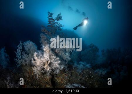 Un lieu de plongée méditerranéen mythique, le shoal Atlantide, caractérisé par la présence d'une immense colonie de corail noir (sous-pin Antipathella Banque D'Images