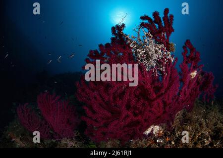 Un récif méditerranéen profond dans l'île de Favignana, en Italie Banque D'Images